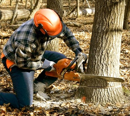Tree Removal in Woodman, WI